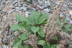 Dracocephalum nutans