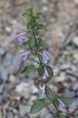 Dracocephalum nutans