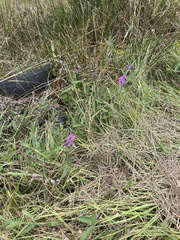 Verbena scabra
