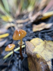 Conocybe filaris