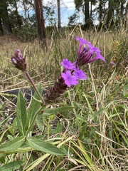 Verbena scabra