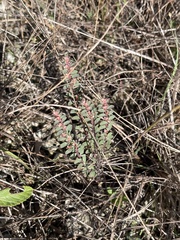 Euphorbia conferta