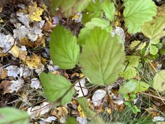 Viburnum rafinesqueanum