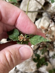 Malvastrum aurantiacum