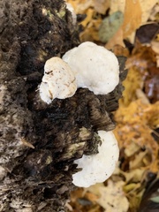 Trametes suaveolens