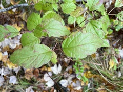 Viburnum rafinesqueanum