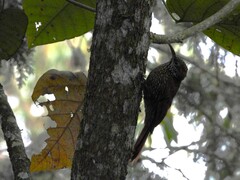 Lepidocolaptes lacrymiger