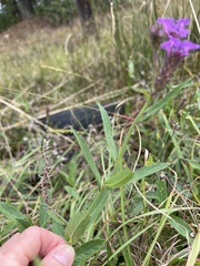 Verbena scabra