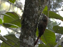 Lepidocolaptes lacrymiger