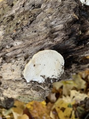 Trametes suaveolens