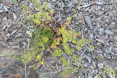 Potentilla approximata