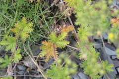 Potentilla approximata