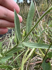 Verbena scabra