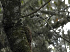 Lepidocolaptes lacrymiger