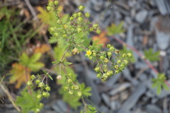 Potentilla approximata