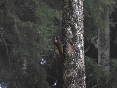 Lepidocolaptes lacrymiger