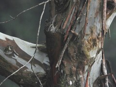 Lepidocolaptes lacrymiger