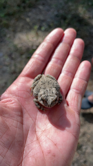 Anaxyrus fowleri