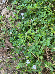 Bacopa monnieri