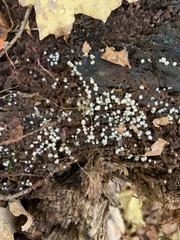 Helicogloea compressa