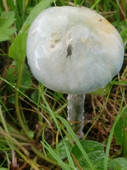 Stropharia caerulea