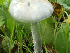 Stropharia caerulea