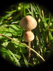 Mycena rosella