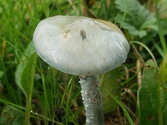 Stropharia caerulea