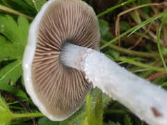 Stropharia caerulea