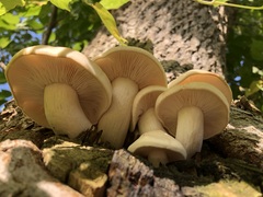 Hypsizygus