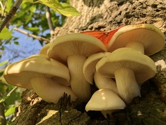 Hypsizygus