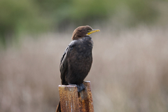 Microcarbo melanoleucos brevirostris