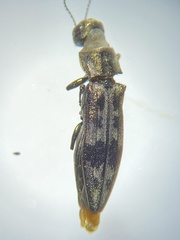 Agrilus lecontei