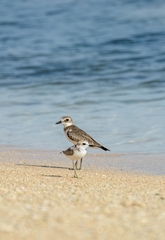 Charadrius javanicus
