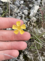 Linum carteri smallii