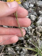 Linum carteri smallii