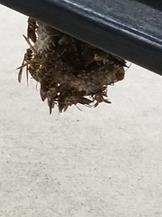 Polistes exclamans