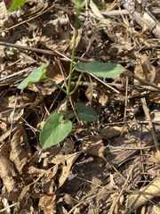 Funastrum cynanchoides