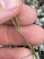 Linum carteri smallii