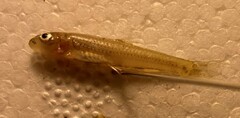 Notropis sabinae