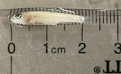 Notropis sabinae