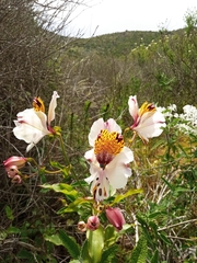 Alstroemeria magnifica maxima