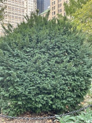 Taxus cuspidata