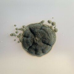 Cladosporium cycadicola