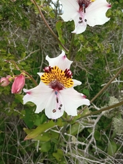 Alstroemeria magnifica maxima