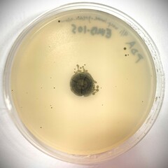 Cladosporium cycadicola