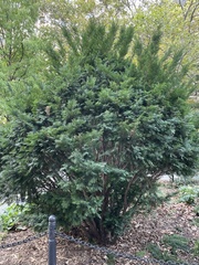 Taxus cuspidata