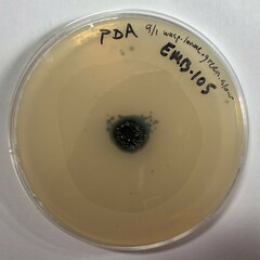 Cladosporium cycadicola