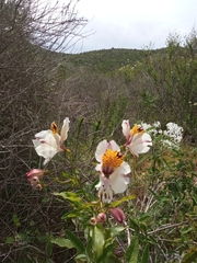 Alstroemeria magnifica maxima