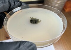 Cladosporium cycadicola